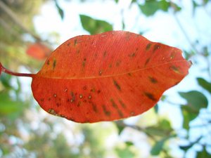 Foto Blatt in Herbstfärbung