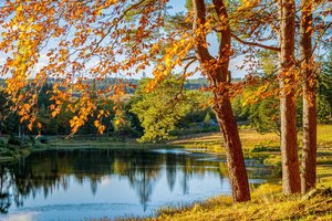 Herbstwald und See